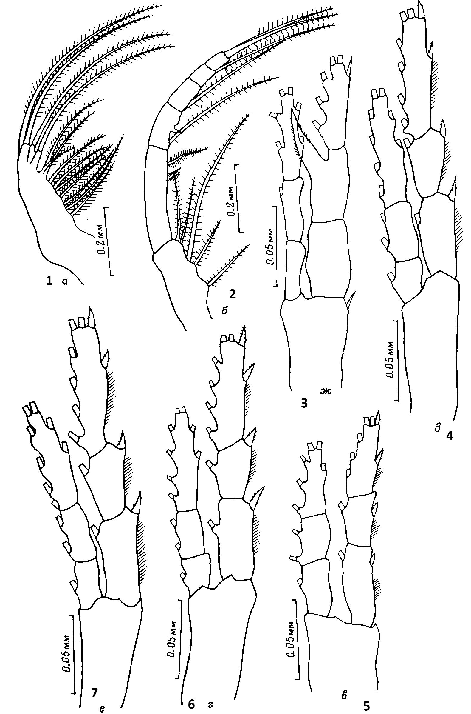 Espce Sinocalanus tenellus - Planche 4 de figures morphologiques